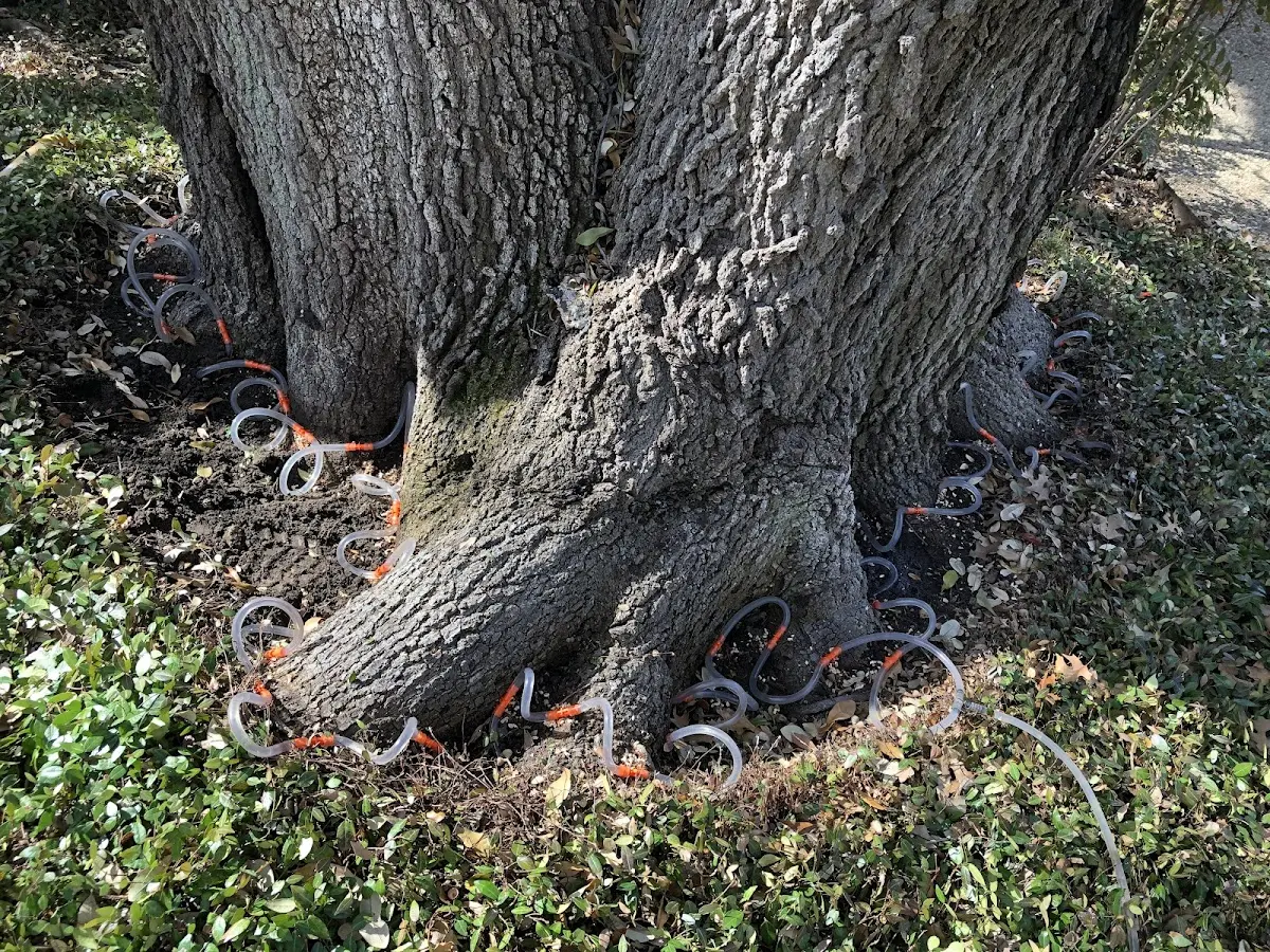 Detailed Tree Cabling and Bracing job site in Thonotosassa