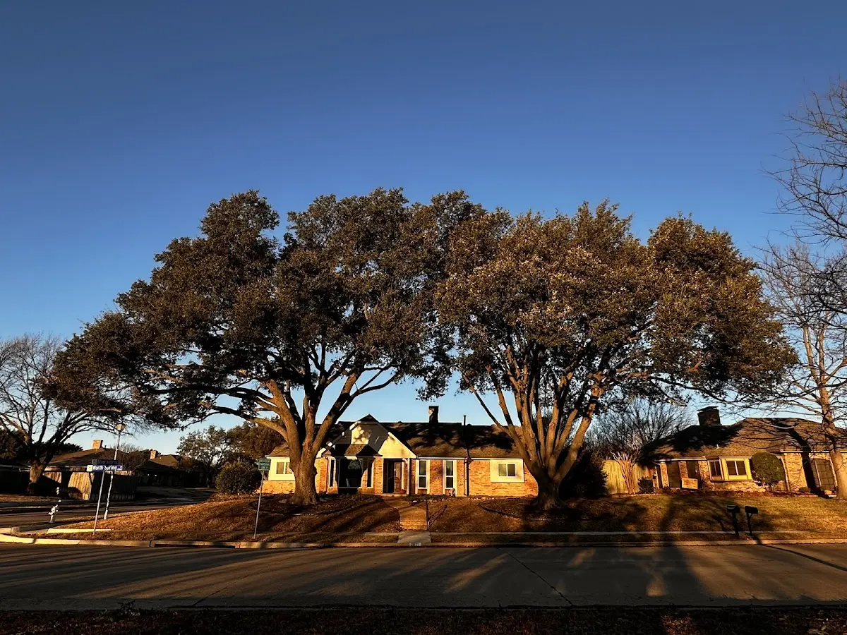 Established residential canopy tree shading a home in Thonotosassa